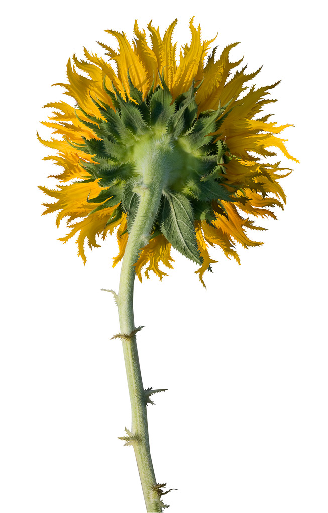 Sunflower4.jpg